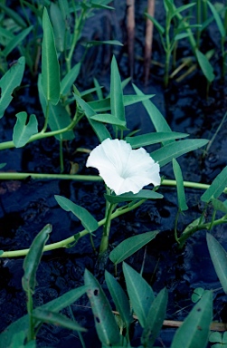 APII jpeg image of Ipomoea aquatica  © contact APII