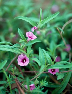 APII jpeg image of Ipomoea polymorpha  © contact APII