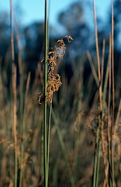 APII jpeg image of Juncus ingens  © contact APII