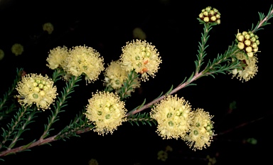 APII jpeg image of Kunzea ericifolia  © contact APII
