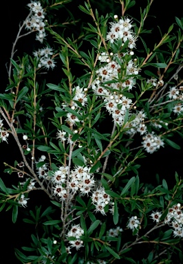 APII jpeg image of Kunzea ericoides  © contact APII