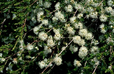 APII jpeg image of Kunzea graniticola  © contact APII