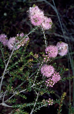 APII jpeg image of Kunzea micrantha  © contact APII