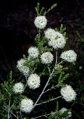 APII jpeg image of Kunzea micrantha  © contact APII