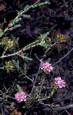 APII jpeg image of Kunzea micromera  © contact APII