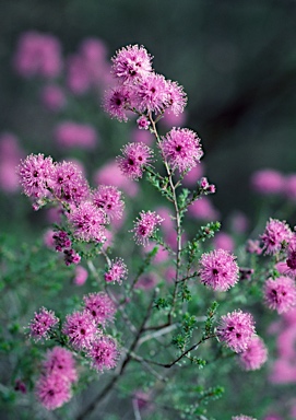 APII jpeg image of Kunzea obovata  © contact APII