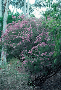 APII jpeg image of Kunzea obovata  © contact APII