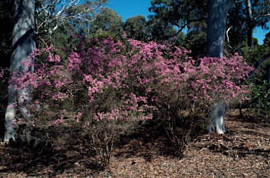 APII jpeg image of Kunzea obovata  © contact APII