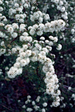 APII jpeg image of Kunzea rupestris  © contact APII