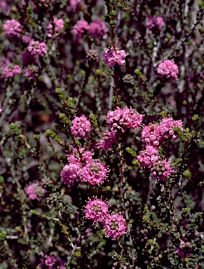 APII jpeg image of Kunzea micromera  © contact APII