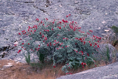 APII jpeg image of Kunzea pulchella  © contact APII