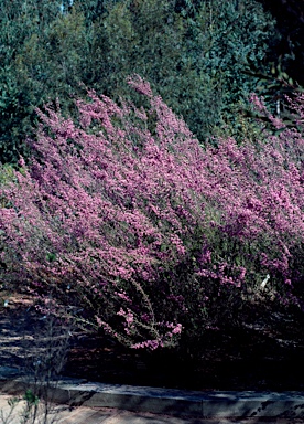 APII jpeg image of Kunzea strigosa  © contact APII