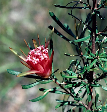 APII jpeg image of Lambertia formosa  © contact APII