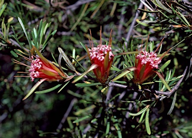 APII jpeg image of Lambertia formosa  © contact APII