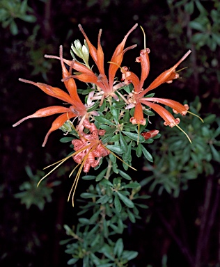 APII jpeg image of Lambertia inermis  © contact APII