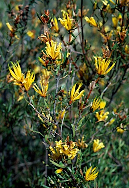 APII jpeg image of Lambertia multiflora var. darlingensis  © contact APII