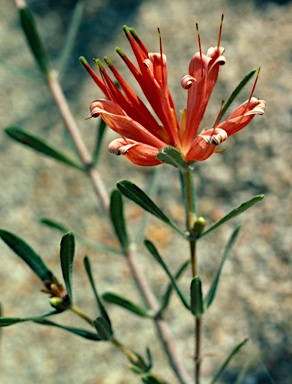APII jpeg image of Lambertia multiflora var. multiflora  © contact APII
