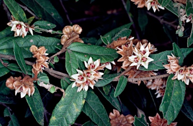 APII jpeg image of Lasiopetalum macrophyllum  © contact APII
