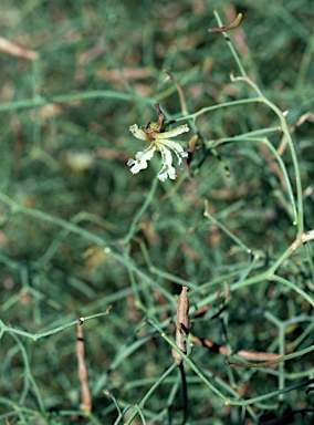 APII jpeg image of Lechenaultia divaricata  © contact APII