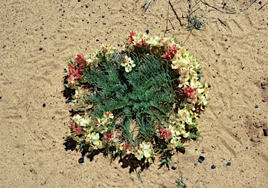 APII jpeg image of Lechenaultia macrantha  © contact APII