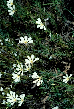 APII jpeg image of Lechenaultia stenosepala  © contact APII