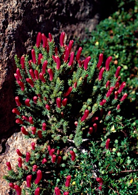 APII jpeg image of Lechenaultia tubiflora  © contact APII