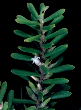 APII jpeg image of Leucopogon margarodes  © contact APII