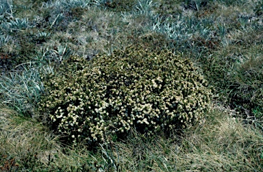 APII jpeg image of Acrothamnus montanus  © contact APII