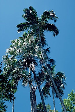 APII jpeg image of Livistona benthamii,<br/>Carpentaria acuminata  © contact APII