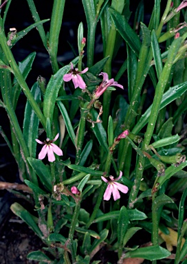 APII jpeg image of Lobelia anceps  © contact APII