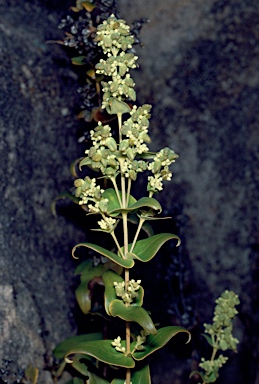 APII jpeg image of Logania cordifolia  © contact APII