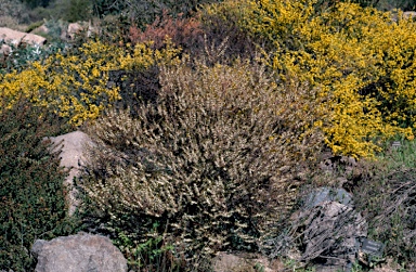 APII jpeg image of Logania granitica  © contact APII