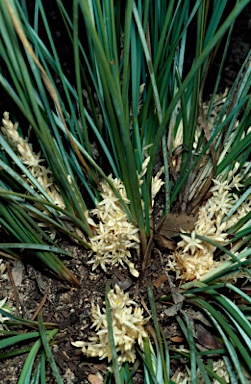 APII jpeg image of Lomandra effusa  © contact APII