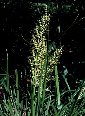 APII jpeg image of Lomandra hystrix  © contact APII