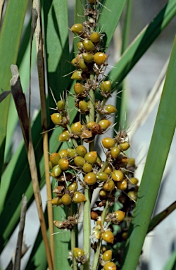 APII jpeg image of Lomandra longifolia  © contact APII