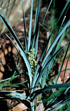 APII jpeg image of Lomandra multiflora subsp. multiflora  © contact APII