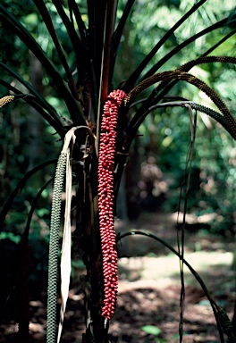 APII jpeg image of Laccospadix australasicus  © contact APII