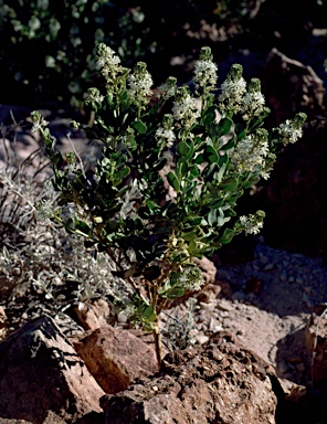 APII jpeg image of Lepidium strongylophyllum  © contact APII