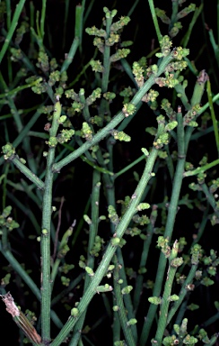 APII jpeg image of Leptomeria scrobiculata  © contact APII