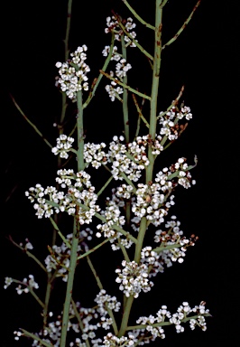 APII jpeg image of Leptomeria pauciflora  © contact APII