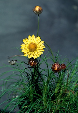 APII jpeg image of Leucochrysum graminifolium  © contact APII