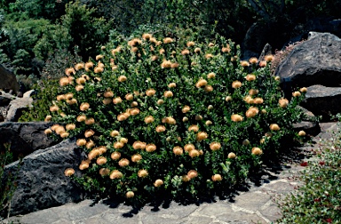 APII jpeg image of Leucospermum cordifolium  © contact APII
