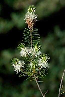 APII jpeg image of Calytrix acutifolia  © contact APII