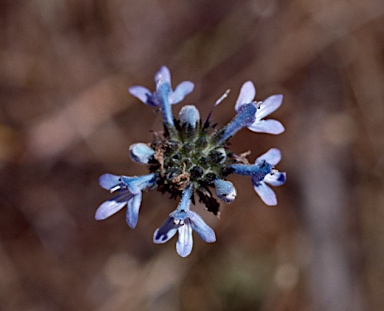 APII jpeg image of Lindernia dunlopii  © contact APII