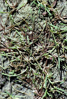 APII jpeg image of Limosella australis  © contact APII