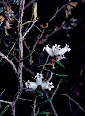 APII jpeg image of Lissanthe strigosa subsp. subulata  © contact APII