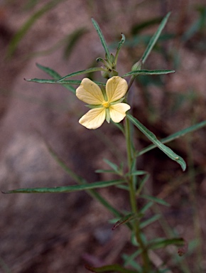 APII jpeg image of Ludwigia octovalvis  © contact APII