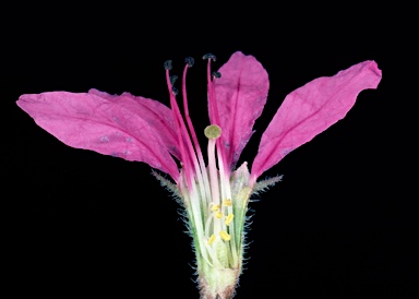 APII jpeg image of Lythrum salicaria  © contact APII