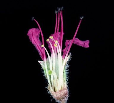APII jpeg image of Lythrum salicaria  © contact APII