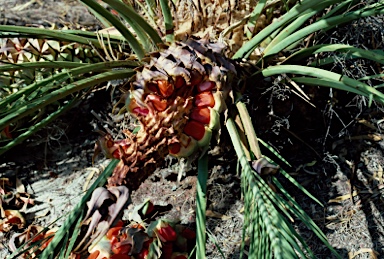 APII jpeg image of Macrozamia reidlei  © contact APII